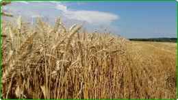 5000 Ha irrigated farm for sale in Romania.